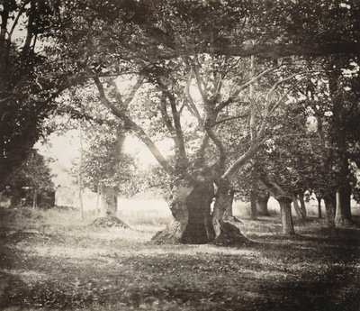 Baum, Wald von Fontainebleau von Gustave Le Gray